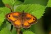 Pyronia tithonus